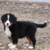 bernese mountain dog puppy pics