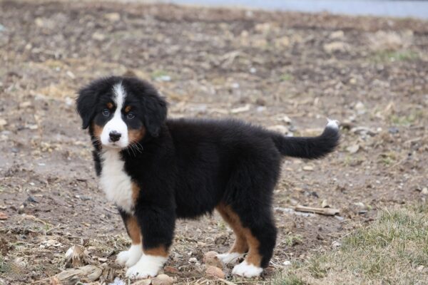 bernese mountain dog puppy pics