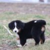 bernese mountain dog puppy price