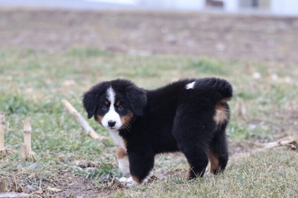 bernese mountain dog puppy price