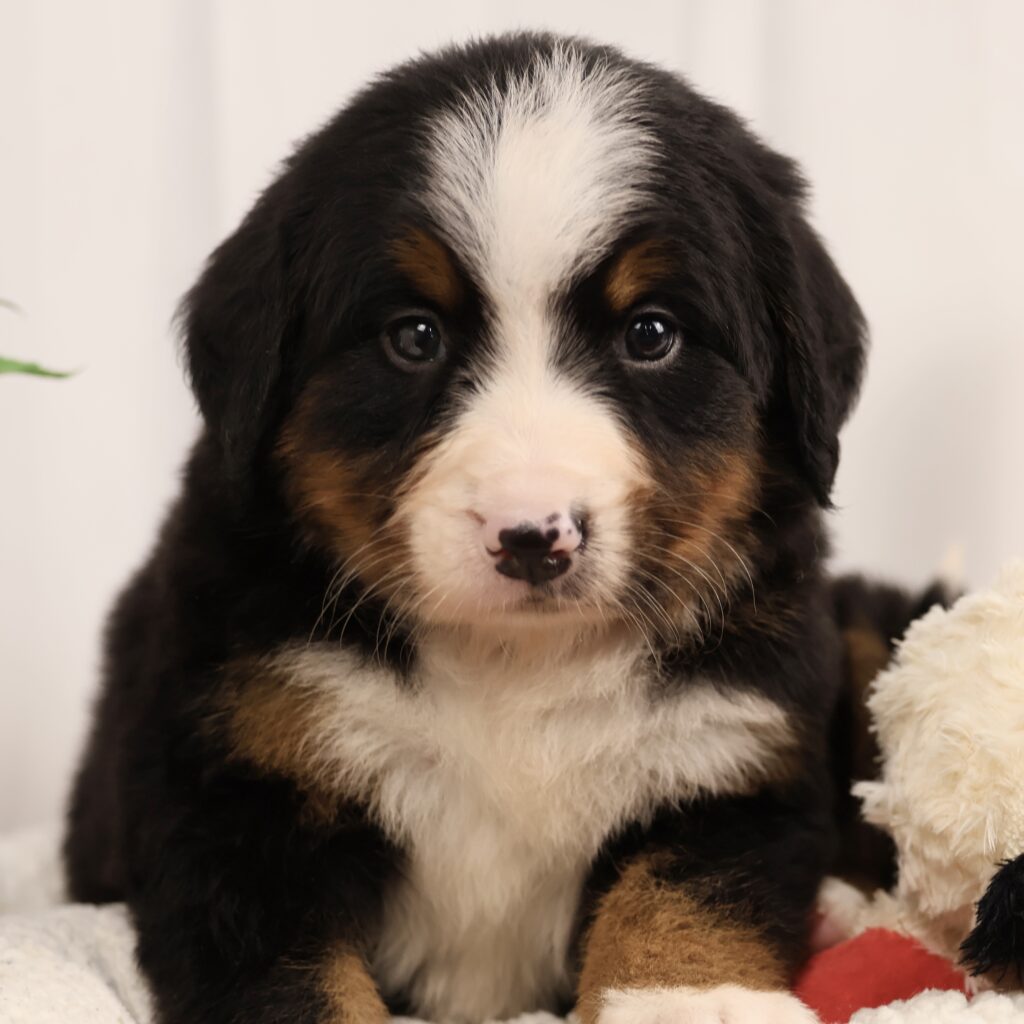 bernese puppies for sale