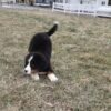 best puppy food for bernese mountain dogs