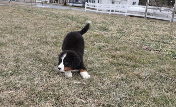 best puppy food for bernese mountain dogs