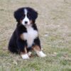 cute bernese mountain dog puppies