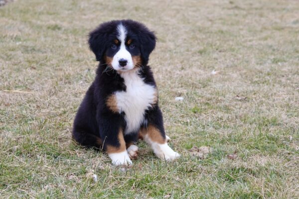 cute bernese mountain dog puppies