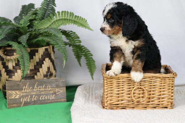 lancaster bernedoodle