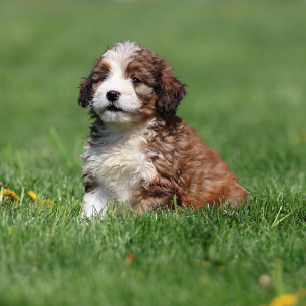 bernedoodle