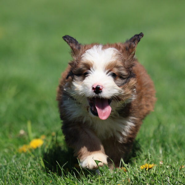 bernedoodle