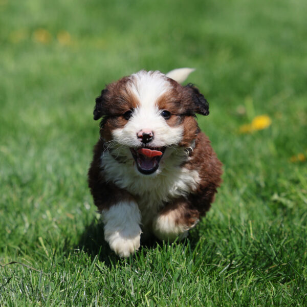 bernedoodle
