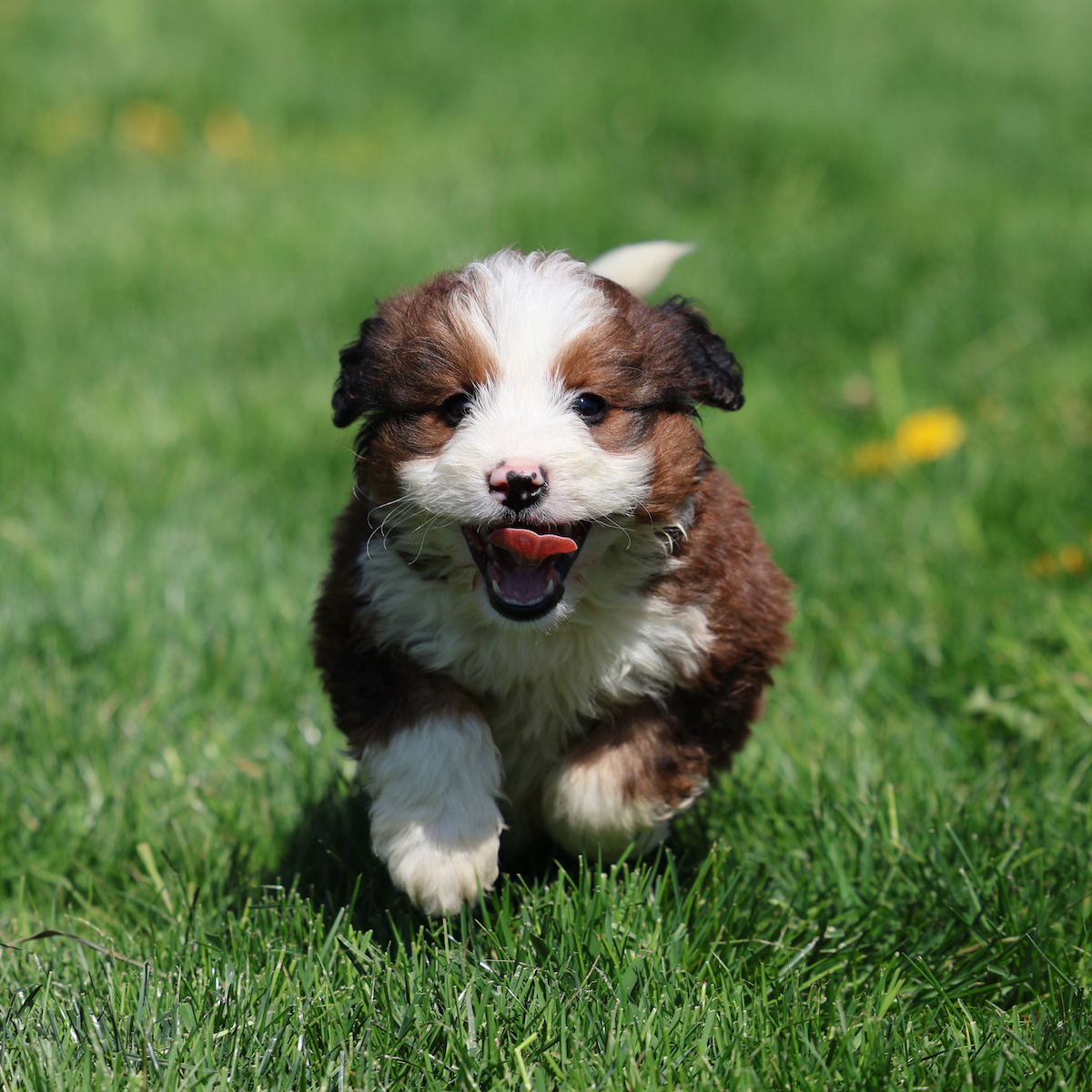 bernedoodle