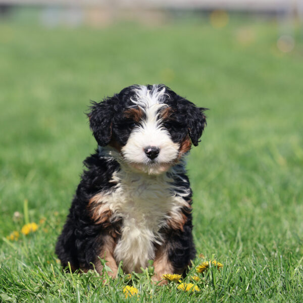 bernedoodle