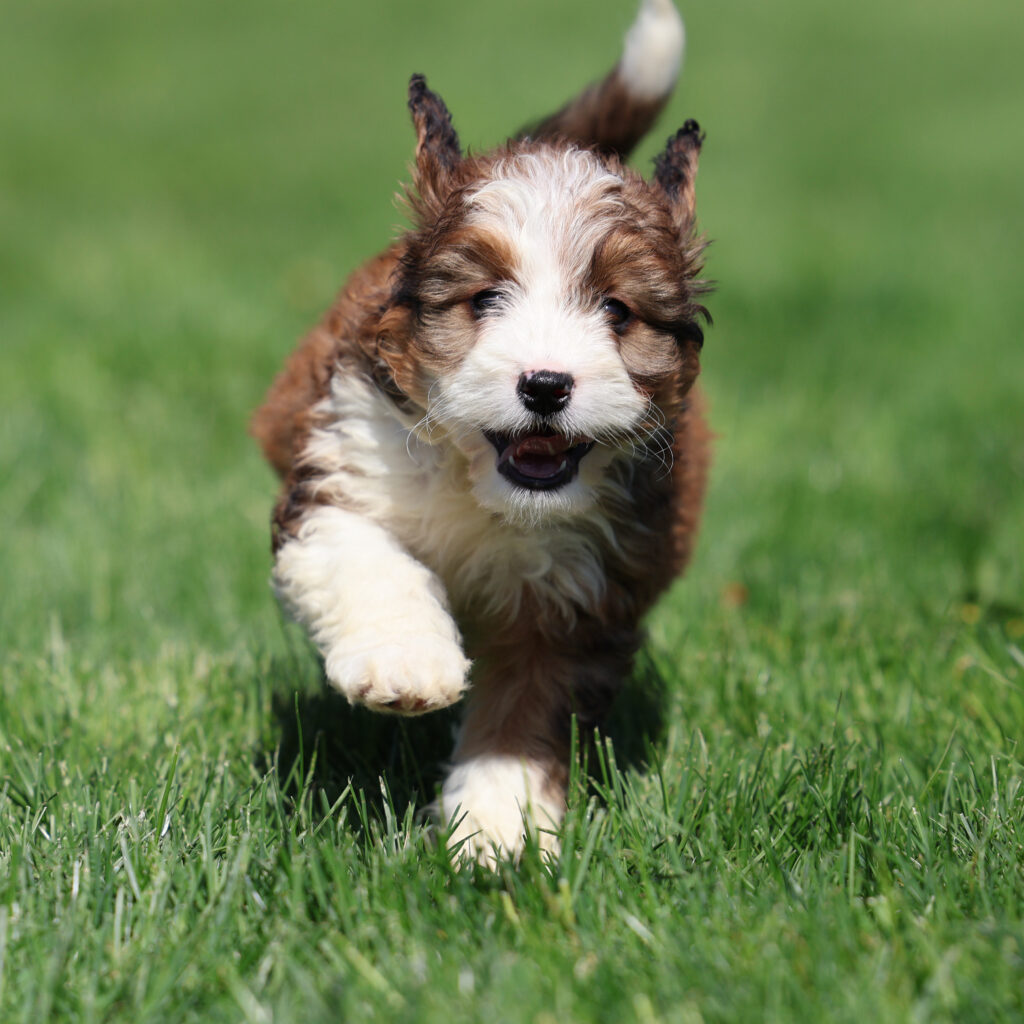 bernedoodle breeders