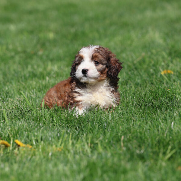 bernedoodle for sale