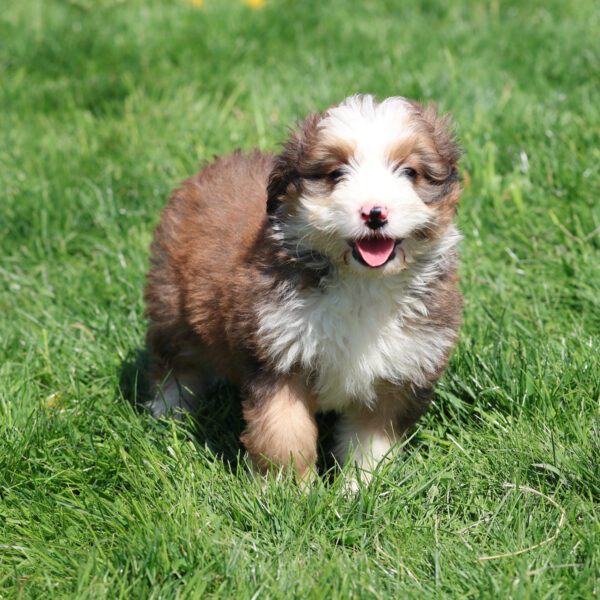 bernedoodle for sale