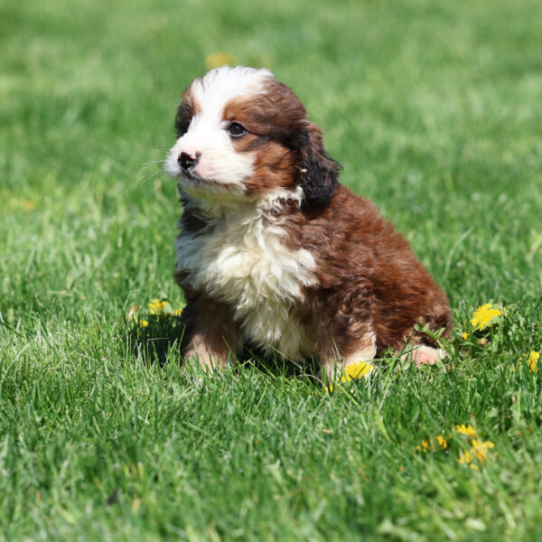bernedoodle for sale