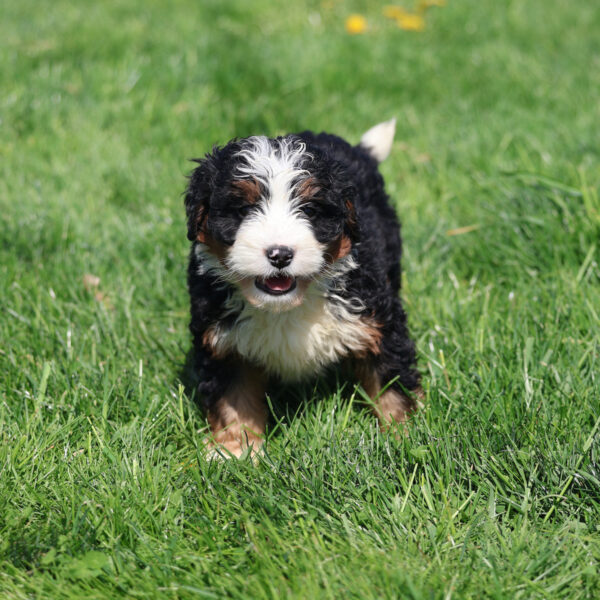 bernedoodle for sale