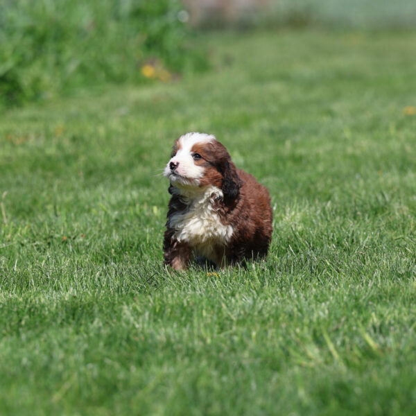 bernedoodle mini