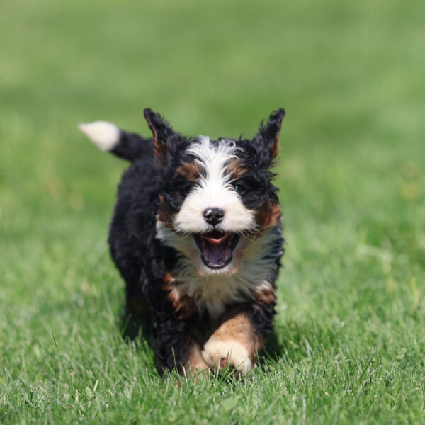 bernedoodle mini