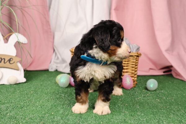 bernedoodle mini puppies for sale