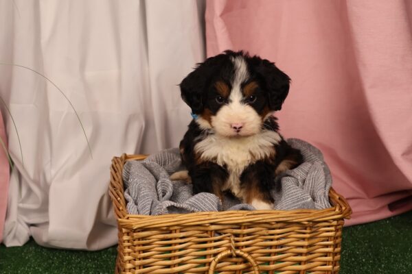 bernedoodle mini puppy