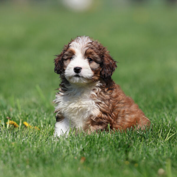 bernedoodle near me