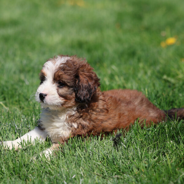 bernedoodle puppies