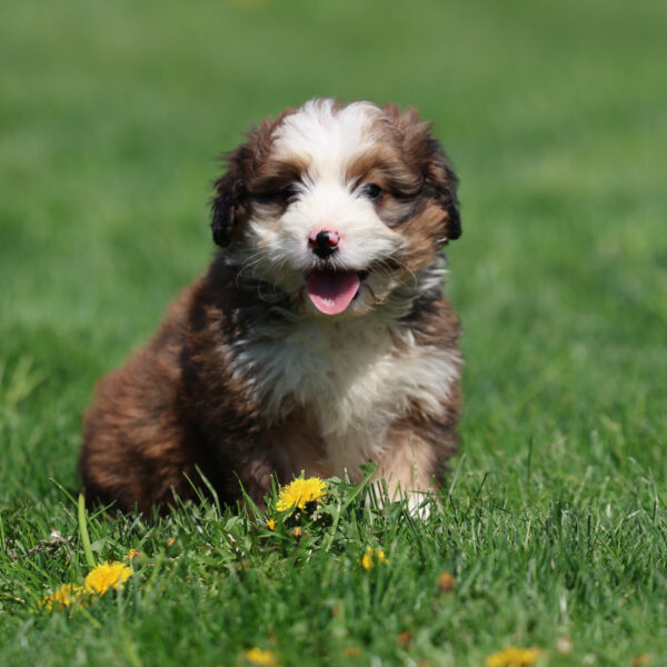 bernedoodle puppies