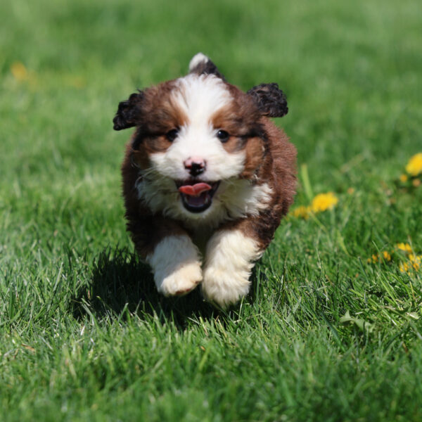 bernedoodle puppies