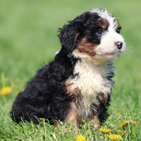 bernedoodle puppies