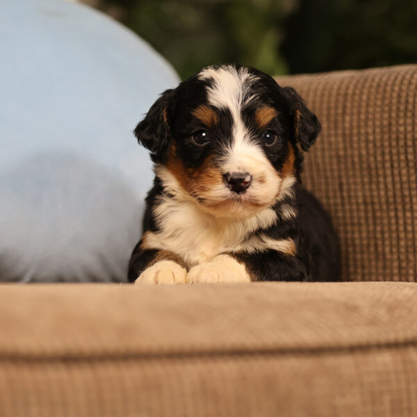 bernedoodle puppies for sale