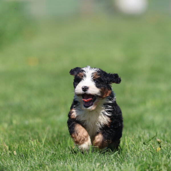 bernedoodle puppies for sale