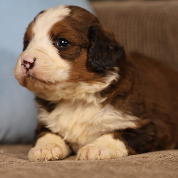 bernedoodle puppies for sale