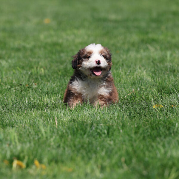 bernedoodle puppies near me