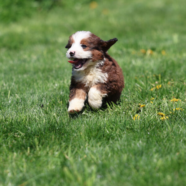 bernedoodle puppies near me