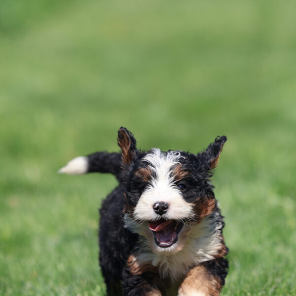 bernedoodle puppies near me