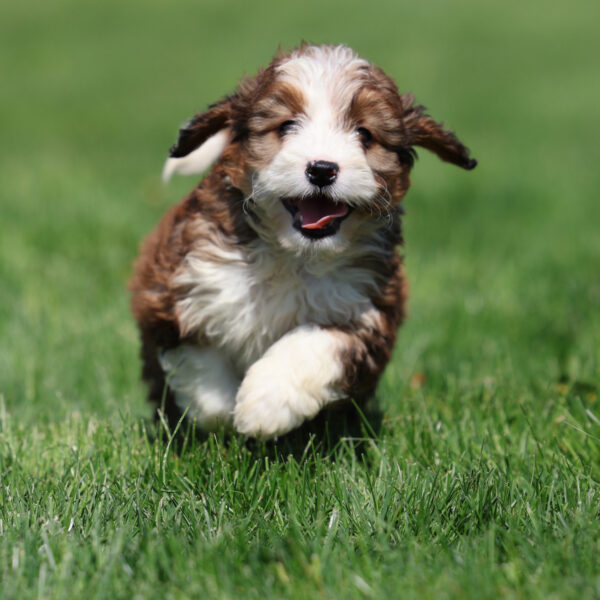 bernedoodle puppy