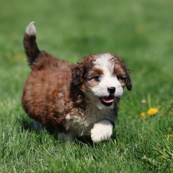 bernedoodles