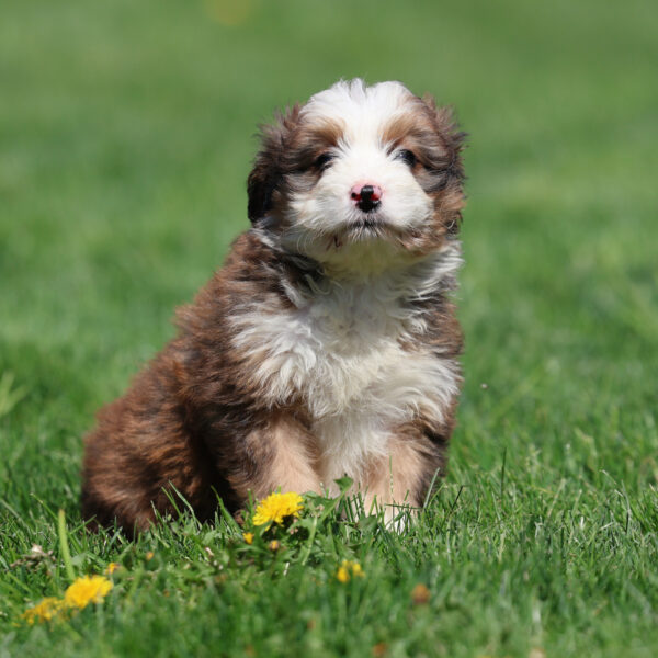 bernedoodles