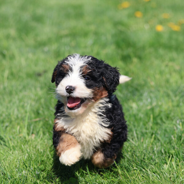 bernedoodles