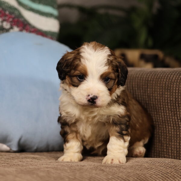 bernedoodles breeders near me