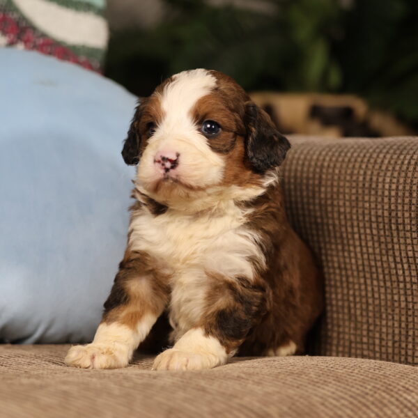 bernedoodles breeders near me