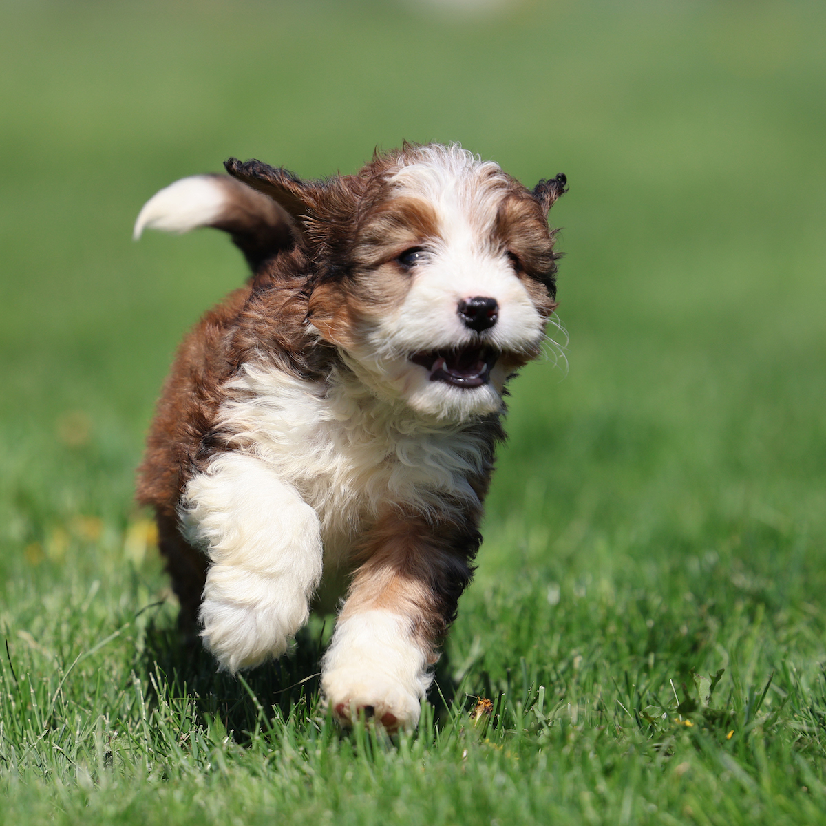 bernedoodles for sale