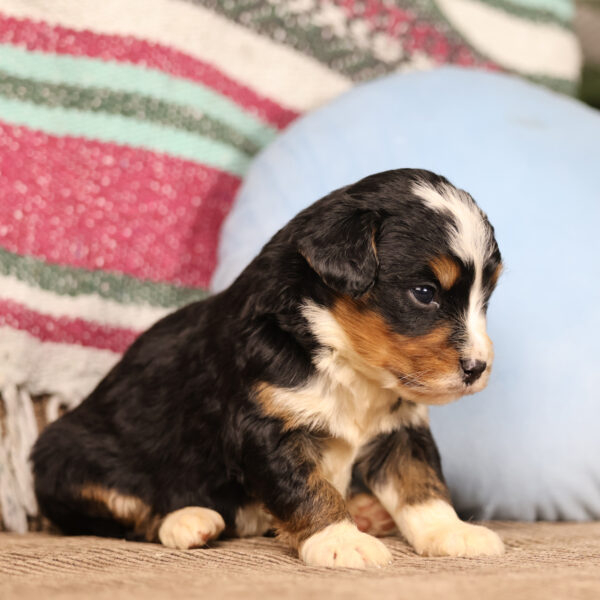 burnadoodle puppy