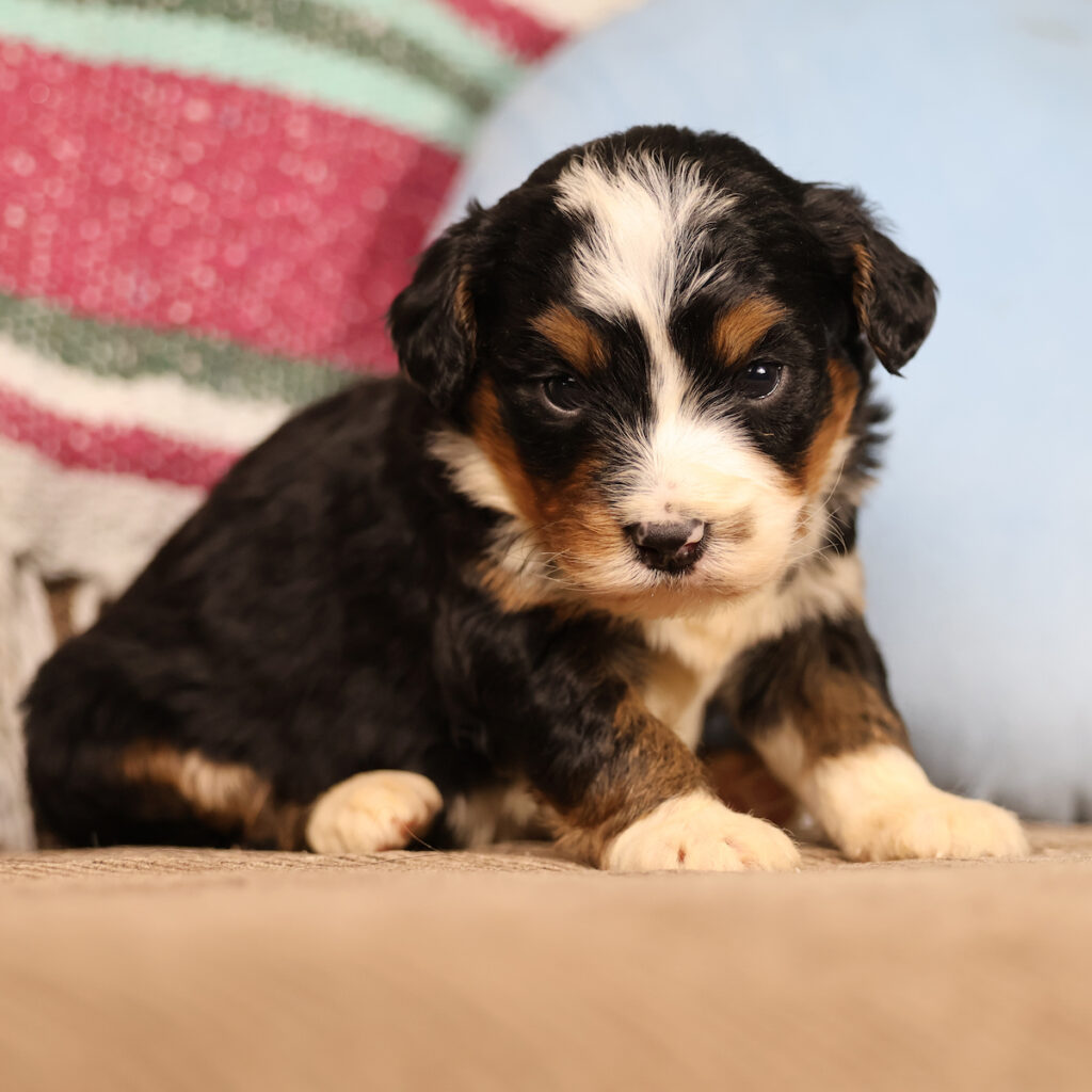 f1 bernedoodle puppy for sale