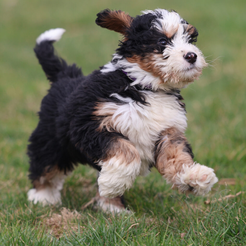 f1b mini bernedoodle