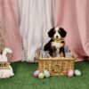 mini bernedoodle