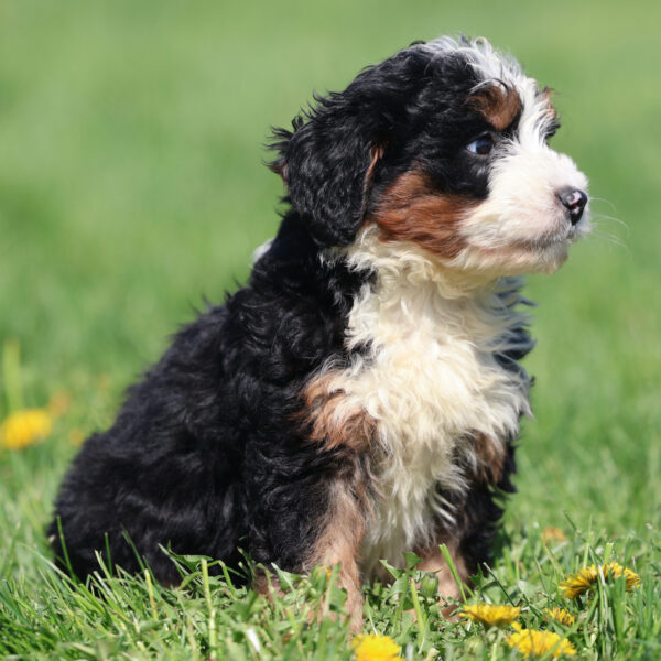mini bernedoodle