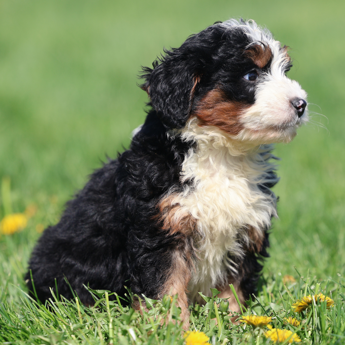 mini bernedoodle