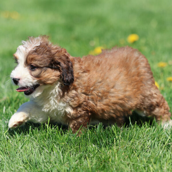 mini bernedoodle