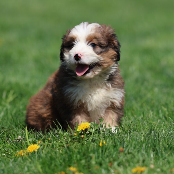 mini bernedoodle